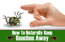 When sleeping in a room with cockroaches, always use bait traps. Simple Ways To Keep Cockroaches Away Just Bugs