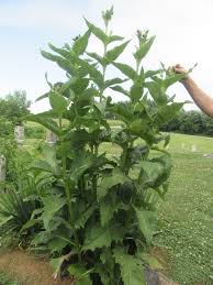 Image result for Chlorophytum perfoliatum