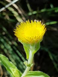 Image result for Helichrysum setosum