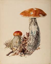 Epingle Par Melissa Ramos Ortega Sur Champignons Dessin Botanique Champignons Farcis Art De Champignons