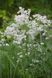 Image result for Galium