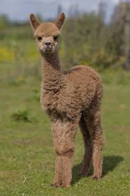 Today, the softer undercoat of camels is still used for coats and other apparel. Petit Kolibri Alpaca Wool