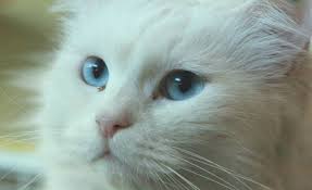 Paws for life's mission is to help lost or unwanted animals; Open Paws Animal Rescue And Pet Adoption Center In Riyadh Destination Ksa