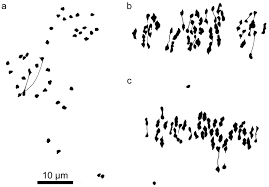 Image result for Kosteletzkya grantii