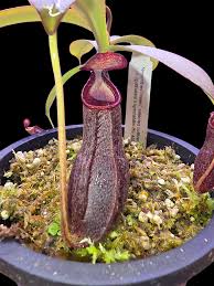 Image result for Stathmostelma spectabile