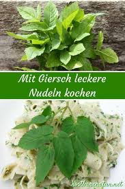 Leckere Giersch Nudeln Nach Hausfrauenart Giersch Rezepte Giersch Essbare Pflanzen