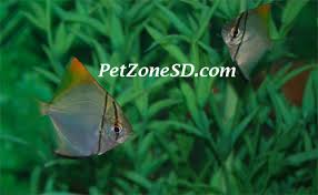 Image result for Monotes hypoleucus