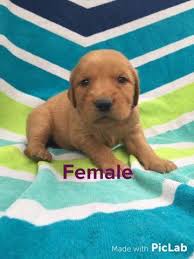We are located in the northeast kingdom of vermont, the heart of grouse and woodcock hunting. Akc Golden Retriever Puppies For Sale In Milton Indiana Classified Hoodbiz Org