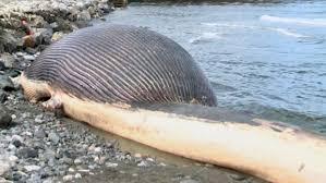 The humpback whale was discovered last friday in the middle of the undergrowth on the island of marajo off the araruna beach, at the mouth of the amazon river. How To Dissect The World S Largest Animal Ctv News