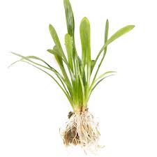 Image result for Xyris aristata