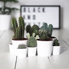 You need to have cookies enabled to sign in. 30 Ideas Para Decorar Con Cactus Y Terrarios