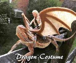 I had trouble finding it, hope this helps others. Easy Dragon Costume For Your Beardie 5 Steps With Pictures Instructables