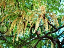 Image result for Burkea africana