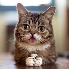 En Cok Takip Edilen Kediler Kedi Esprileri Cok Sirin Hayvanlar Kedi