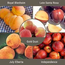 Anjou pear bartlett pear flemish beauty pear kieffer pear moonglow pear seckel pear Western Fruit Salad 3 On 1 Multiple Grafted Fruit Tree Standard Grow Organic