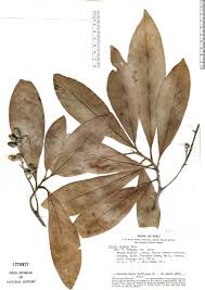 Image result for Ocotea