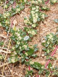 Image result for Guilleminea densa