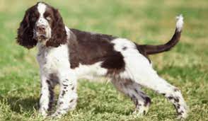 Как выбрать щенка — цена. Anglijskij Springer Spaniel Kak Vyglyadit Na Foto Uelskij Pitomec Opisanie Porody A Takzhe V Kakom Uhode Nuzhdaetsya Sobaka