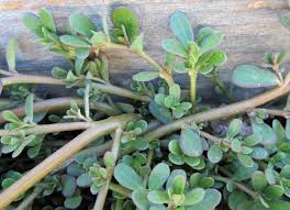 It is known scientifically as portulaca oleracea, and is also called pigweed, little hogweed, fatweed and pusley. Summer Of Weeds Eating Purslane Awkward Botany