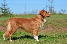 We did not find results for: Nova Scotia Duck Tolling Retriever Brit