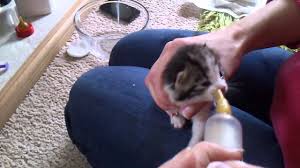I have 2 four week old kittens and i got them when they were almost 2 weeks old. Hand Feeding 2 Week Old Kittens Youtube