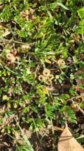 Image result for Indigofera circinella