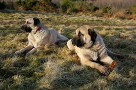 See full list on de.wikipedia.org Kangal Hund Ein Grosser Treuer Beschutzer