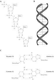 Dna is composed of two strands of nucleotides running in opposite directions. The Structure Of Dna A Chemical Composition Of The Sugar Phosphate Download Scientific Diagram