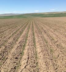 Earl Creech Extension Agronomist, USU