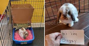 We did not find results for: How To Move Your Bunnies Litter Tray To A New Place