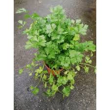 Segelintir orang barat juga akan asingkan daun ketumbar daripada. Real Herbs Plant Italian Parsley Daun Sup English Parsley Daun Ketumbar Shopee Malaysia