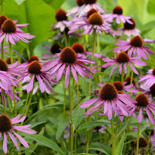 Echinacea sunrise is perennial coneflower. Purple Coneflower Wild Flower Seeds 1 Lb Perennial Wildflowers Non Gmo Seed Source Heirloom Non Gmo And Organic Seeds