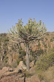 Image result for Euphorbia richardsiae