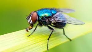 They are capable of transmitting disease when they vomit, groom themselves, or just walk on surfaces. International Year Of The Fly Why Flies Are Important Cbbc Newsround