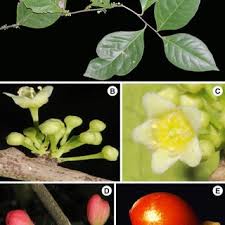 Image result for Gymnosporia maranguensis