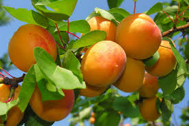 Just like apples, plums, and peaches, apricot pits are a source of toxic cyanide. Apricot Poisoning In Dogs Symptoms Causes Diagnosis Treatment Recovery Management Cost