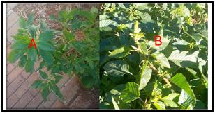 Image result for Amaranthus dubius