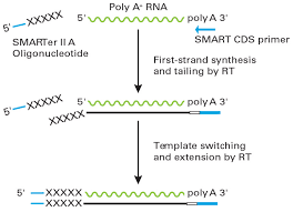 Six replicate cdna reactions were performed for each input. Smarter Race 5 3 Kit Advances In Smarter Pcr Cdna Synthesis