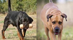50% kangal 25% boerboel 12.5% dogo argentino 12.5% great. Rottweiler Vs Boerboel Breed Differences Similarities