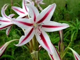 Image result for Crinum stuhlmannii