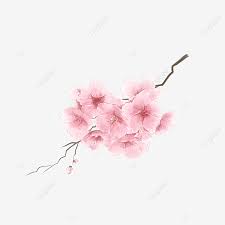 Maybe you would like to learn more about one of these? Rosa Kirschblumengruppen Aquarellkirschblute Sakura Aquarell Rosa Kirschbluten Aquarellblumen Png Und Psd Datei Zum Kostenlosen Download