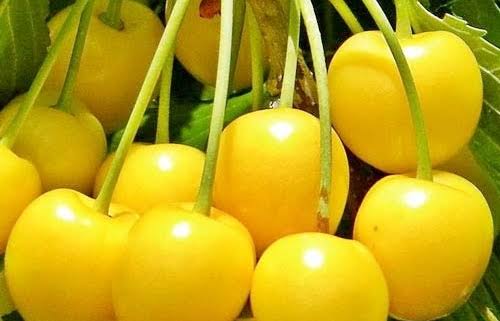 نهال گیلاس زرد موزی