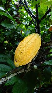 Chocolate Shop Organic Raw Cacao Cacao Raw Chocolate The Cocoa Pod In 2020 Raw Cacao Chocolate Shop Cacao