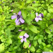 Image result for Dyschoriste thunbergiiflora
