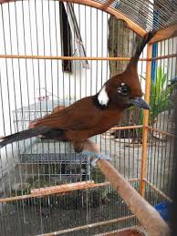Download gambar burung elang png png image for free. Download Suara Cililin Jernih Masteran Mp3 Binatang Peliharaan
