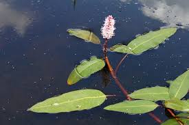 Image result for Persicaria hystricula