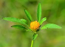 Image result for Bidens flagellata