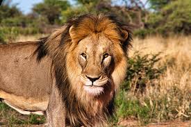 What Makes the South African Lion So Special? - Lion & Safari Park