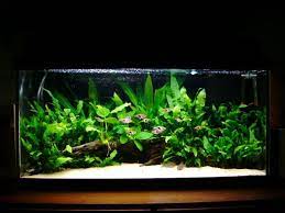 A General Guide To Plant Maintenance Fish Tank Plants Aquarium Fish Tank Fresh Water Fish Tank