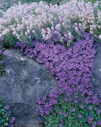 Pin On Gardens Plants I Like Zone 7